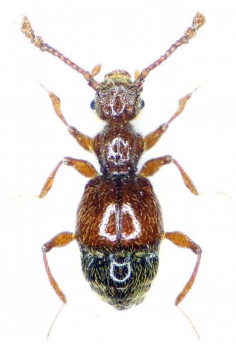 Batrisodes venustus